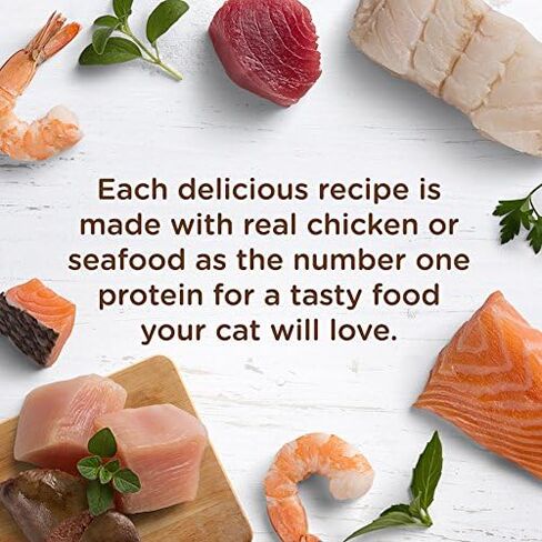 راشيل راي نوتريش طعام القطط الرطب الطبيعي، وصفة بوركاتا الدجاج، كوب 2.8 أونصة، خالي من الحبوب in Kuwait