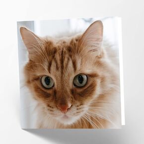 Maturi Ginger Cat Photographic Blank Birthday Greetings Card, 6" x 6" Square
