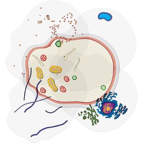 Animal Cell Anatomy Model, See Through Building Kit, Early Cell Biology and Life Science STEM Toys, Classroom Teaching Aid, Educational Learning Activities STEM Birthday Toys