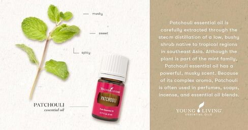 Young Living Patchouli's Essential Oil 5 ml - Rich Aromatherapy with Young Living , Uplift Mind and Spirit , Natural Aroma of Tranquility , Elevate Your Senses , Promotes Feelings of Calm and Peace in Saudi Arabia