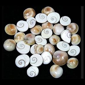 Gomti Chakra- 25 pcs