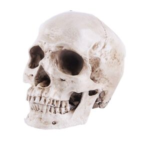 JOONOR Resin Medical Anatomical Human Skull Model - Life Size Replica Realistic Human Skull Head Bone Model, Anatomy Skull High Precision Teaching Tool Halloween Décor