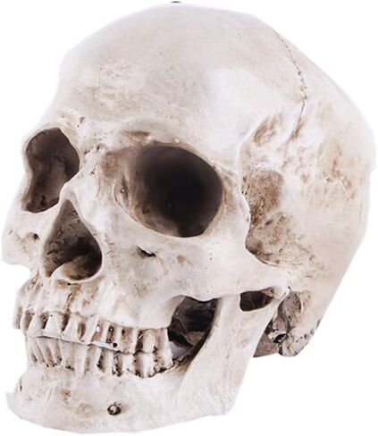 JOONOR Resin Medical Anatomical Human Skull Model - Life Size Replica Realistic Human Skull Head Bone Model, Anatomy Skull High Precision Teaching Tool Halloween Décor in Saudi Arabia