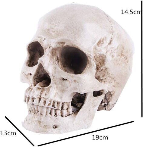 JOONOR Resin Medical Anatomical Human Skull Model - Life Size Replica Realistic Human Skull Head Bone Model, Anatomy Skull High Precision Teaching Tool Halloween Décor in Saudi Arabia