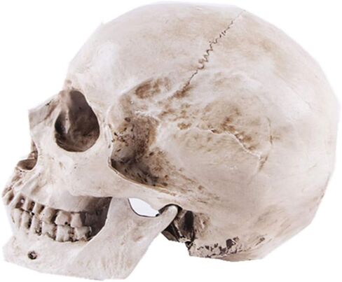 JOONOR Resin Medical Anatomical Human Skull Model - Life Size Replica Realistic Human Skull Head Bone Model, Anatomy Skull High Precision Teaching Tool Halloween Décor in Saudi Arabia