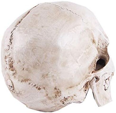 JOONOR Resin Medical Anatomical Human Skull Model - Life Size Replica Realistic Human Skull Head Bone Model, Anatomy Skull High Precision Teaching Tool Halloween Décor in Saudi Arabia