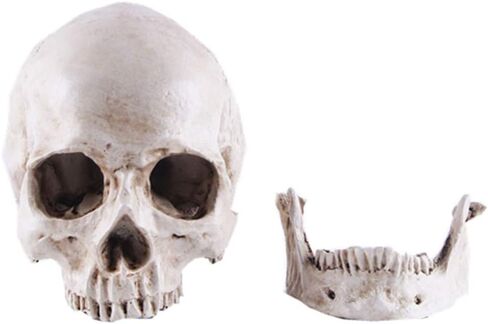 JOONOR Resin Medical Anatomical Human Skull Model - Life Size Replica Realistic Human Skull Head Bone Model, Anatomy Skull High Precision Teaching Tool Halloween Décor in Saudi Arabia