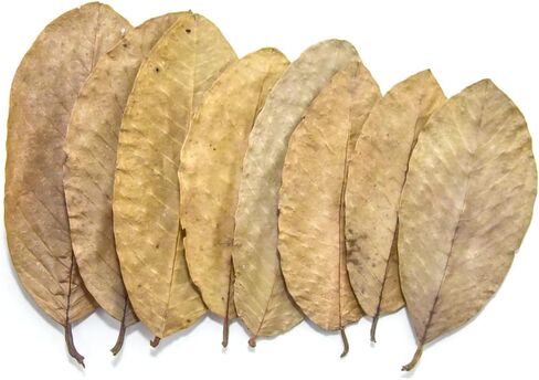 Premium Guava Leaves. Pack of 25, Natural Dried Whole Leave Tea. Blackwater for Aquarium, Tannins Leaf for Freshwater Tanks. Improves Tannin in Aquarium Water - Healthy for Ghost Shrimp Betta Fish. in Saudi Arabia
