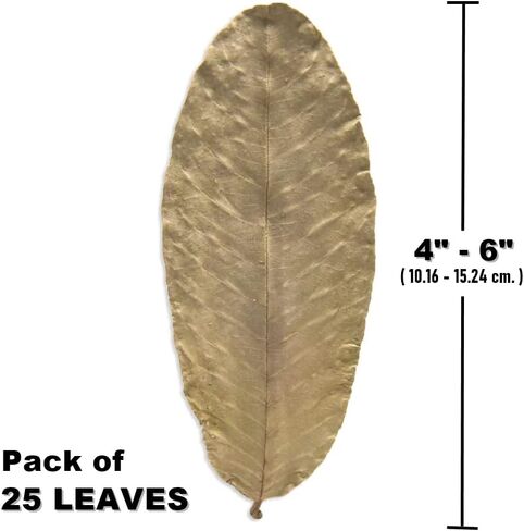 Premium Guava Leaves. Pack of 25, Natural Dried Whole Leave Tea. Blackwater for Aquarium, Tannins Leaf for Freshwater Tanks. Improves Tannin in Aquarium Water - Healthy for Ghost Shrimp Betta Fish. in Saudi Arabia