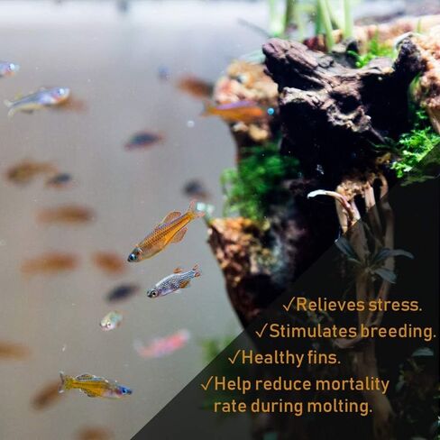 Premium Guava Leaves. Pack of 25, Natural Dried Whole Leave Tea. Blackwater for Aquarium, Tannins Leaf for Freshwater Tanks. Improves Tannin in Aquarium Water - Healthy for Ghost Shrimp Betta Fish. in Saudi Arabia