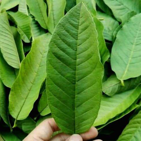 Premium Guava Leaves. Pack of 25, Natural Dried Whole Leave Tea. Blackwater for Aquarium, Tannins Leaf for Freshwater Tanks. Improves Tannin in Aquarium Water - Healthy for Ghost Shrimp Betta Fish. in Saudi Arabia