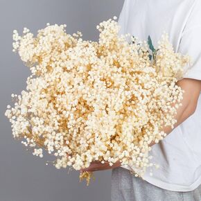 نفس مجفف للأطفال: باقة زهور أنفاس الطفل مع أكثر من 2500 من الزهور الجافة البيضاء العاجية، وفروع جيبسوفيلا طبيعية للمنزل، وديكور الطاولة، ومجموعة من الزهور الجافة للمزهرية، وحفلات الزفاف، والأعمال اليدوية، والحفلات (3 أوقية) in Kuwait