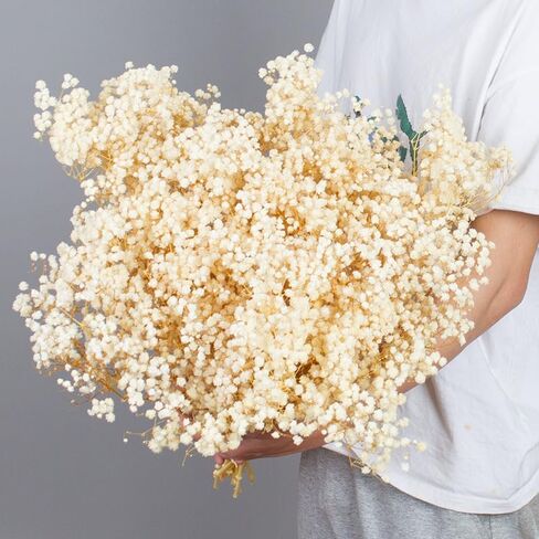 نفس مجفف للأطفال: باقة زهور أنفاس الطفل مع أكثر من 2500 من الزهور الجافة البيضاء العاجية، وفروع جيبسوفيلا طبيعية للمنزل، وديكور الطاولة، ومجموعة من الزهور الجافة للمزهرية، وحفلات الزفاف، والأعمال اليدوية، والحفلات (3 أوقية) in Kuwait