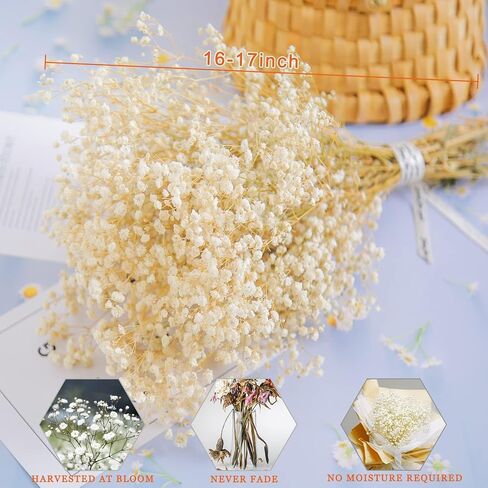 نفس مجفف للأطفال: باقة زهور أنفاس الطفل مع أكثر من 2500 من الزهور الجافة البيضاء العاجية، وفروع جيبسوفيلا طبيعية للمنزل، وديكور الطاولة، ومجموعة من الزهور الجافة للمزهرية، وحفلات الزفاف، والأعمال اليدوية، والحفلات (3 أوقية) in Kuwait