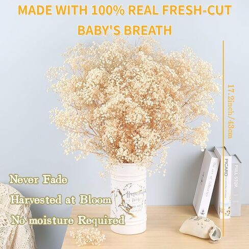 نفس مجفف للأطفال: باقة زهور أنفاس الطفل مع أكثر من 2500 من الزهور الجافة البيضاء العاجية، وفروع جيبسوفيلا طبيعية للمنزل، وديكور الطاولة، ومجموعة من الزهور الجافة للمزهرية، وحفلات الزفاف، والأعمال اليدوية، والحفلات (3 أوقية) in Kuwait
