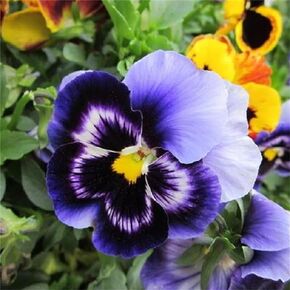 Garden Plants Flower Seeds 50+ Blue Tricolor Viola Flower Seeds