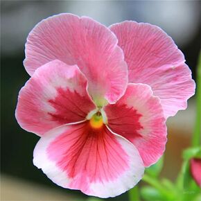 Garden Plants Flower Seeds 50+ Pink Pansy Mix Color Wavy Viola Flower Seeds