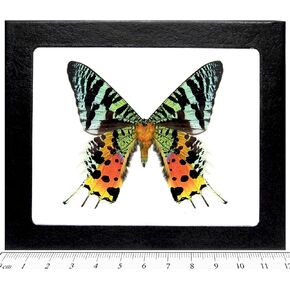 Urania ripheus Verso Real Framed Butterfly Pink Orange Green Sunset Moth Madagascar