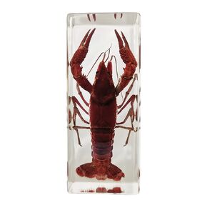 Real Shrimp Specimens in Resin Paperweight Crafts, Animal Taxidermy Collection for Science Education & Desk Ornament (Crayfish), 110 x 44 x 27mm (4.3 x 1.7 x 1.1 inch), (FBBH-01)
