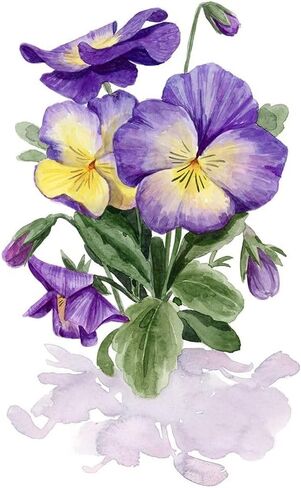 Viola Pansies II Poster Print - Grace Popp (18 x 24) in Saudi Arabia