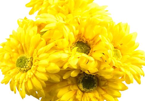 CraftMore Blue Colored Gerbera Daisy Stems 14 Inch Set of 12 in Saudi Arabia