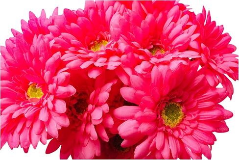 CraftMore Blue Colored Gerbera Daisy Stems 14 Inch Set of 12 in Saudi Arabia