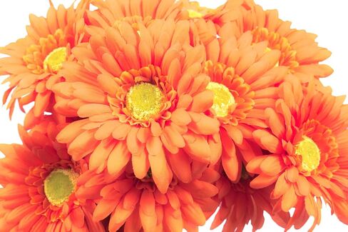 CraftMore Blue Colored Gerbera Daisy Stems 14 Inch Set of 12 in Saudi Arabia