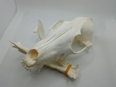 1 pcs Real Fox Skull Specimen in Saudi Arabia
