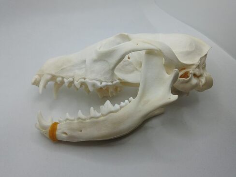 1 pcs Real Fox Skull Specimen in Saudi Arabia