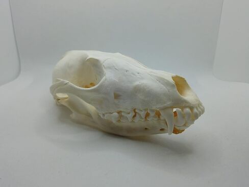 1 pcs Real Fox Skull Specimen in Saudi Arabia