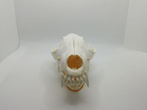 1 pcs Real Fox Skull Specimen in Saudi Arabia