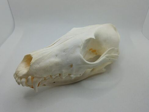 1 pcs Real Fox Skull Specimen in Saudi Arabia