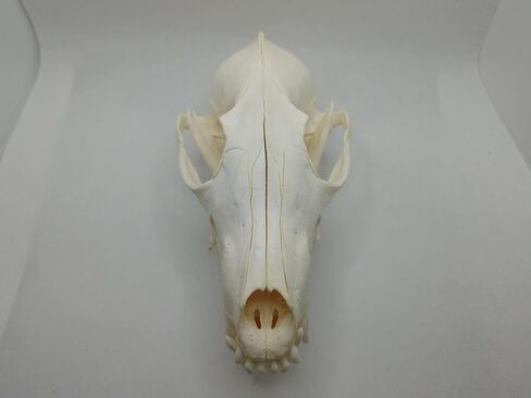 1 pcs Real Fox Skull Specimen in Saudi Arabia
