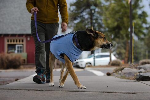 Ruffwear, Hemp Hound Sweater for Dogs, Fired Brick, X-Small in Saudi Arabia