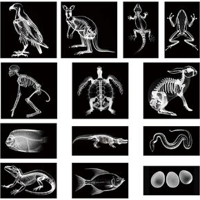 13 Pcs Animal X-Ray Set with 13 Pcs Animals Flash Cards Educational Science Kits