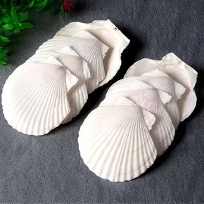 16PCS Shells for Crafts 2.5''-3.5'' White Scallop Shells, for Baking Shells, Crafts DIY Painting Beaching Wedding Decoration, Beach Natural Scallop Shells Bulk