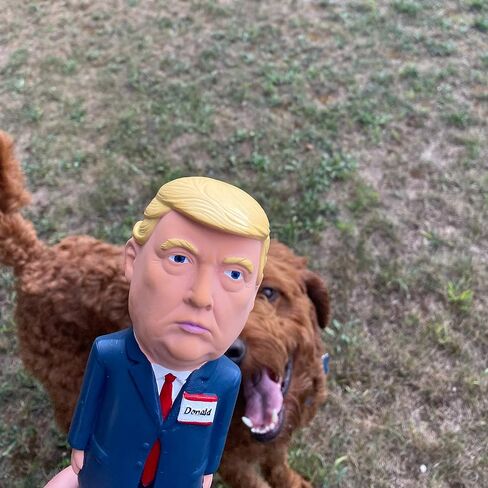 Donald Trump Squeaky Dog Toy - Crazy Realistic & Funny - Natural Rubber (Latex) 8.5" Tall - Small, Medium & Large Dogs - Durable & Interactive Play Toy in Saudi Arabia