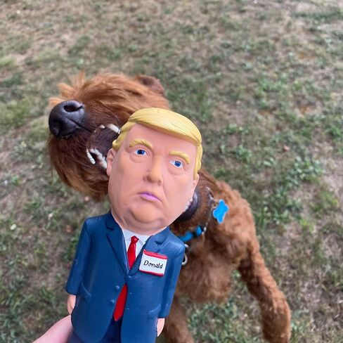 Donald Trump Squeaky Dog Toy - Crazy Realistic & Funny - Natural Rubber (Latex) 8.5" Tall - Small, Medium & Large Dogs - Durable & Interactive Play Toy in Saudi Arabia