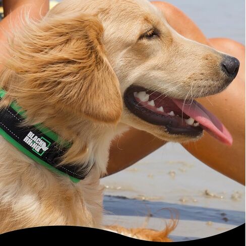 Black Rhino - The Comfort Collar Ultra Soft Neoprene Padded Dog Collar for All Breeds, Dog Collars for Large Dogs - Heavy Duty Adjustable Reflective Weatherproof (Small, Aqua/Grey) in Kuwait