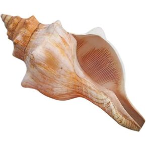Giant Natural Conch Shell, Striped Fox Conch Seashell 1 Shell 6-7 inches, Large Sea Shell for Vase Filler, Air Plants, Wedding Decor Beach Theme Party