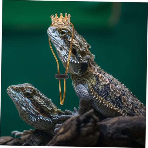 Reptile Crowns 1 Set Climbing Pet Transformation Costume Squirrel Decor Lizard Accessories Hamster Accessories Bearded Dragon Accessories Pet Snake Hat Lizard Crowns Amphibious in Saudi Arabia