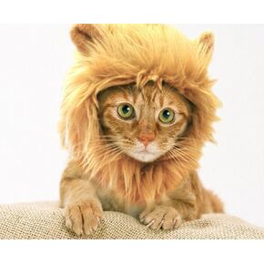 Prymal Lion King Cat Costume. This Pet Costume Turns Your Cat/Dog Into a Ferocious Lion King!
