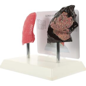 Hemoton 1 Pc Lung Structure Mold Lung Model for Teaching Study Display Lung Scientific Lung Model Teaching Lung Model 1: 1 Lung Model Medical Lung Model Models Pvc 3d Real Person