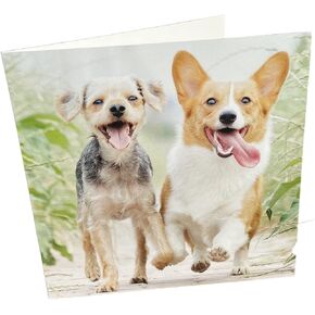 Maturi Happy Dog Photographic Blank Birthday Greetings Card, 6" x 6" Square