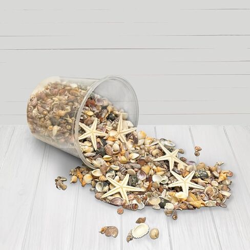 أكثر من 1500 صدفة بحرية و5 نجوم بحر، مزيج مثالي من الأصداف الصغيرة للحرف اليدوية أو حشو المزهرية أو ديكور زفاف الشاطئ، الأصداف البحرية الصغيرة رائعة للحرف اليدوية وصناعة الشموع وتزيين موضوع الشاطئ in Kuwait