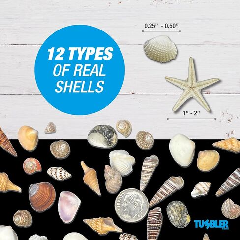 أكثر من 1500 صدفة بحرية و5 نجوم بحر، مزيج مثالي من الأصداف الصغيرة للحرف اليدوية أو حشو المزهرية أو ديكور زفاف الشاطئ، الأصداف البحرية الصغيرة رائعة للحرف اليدوية وصناعة الشموع وتزيين موضوع الشاطئ in Kuwait