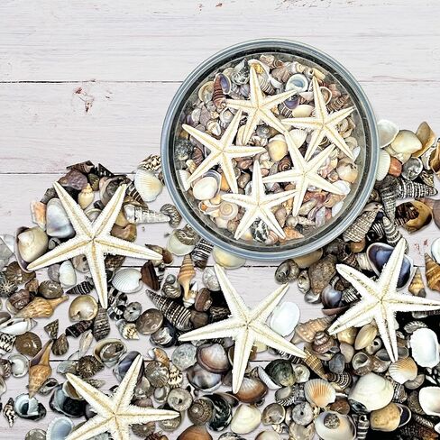 أكثر من 1500 صدفة بحرية و5 نجوم بحر، مزيج مثالي من الأصداف الصغيرة للحرف اليدوية أو حشو المزهرية أو ديكور زفاف الشاطئ، الأصداف البحرية الصغيرة رائعة للحرف اليدوية وصناعة الشموع وتزيين موضوع الشاطئ in Kuwait