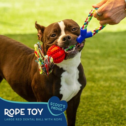 Good Scout Rubber Dental Ball & Cotton Rope Dog Toys for Tugging & Chewing, Best Dog Toy for Fetch, Aggressive Chew Toy for Puppies & Adult Dogs, No Stuffing Dog Toy for Medium & Large Dogs, 1.95-Inch in Saudi Arabia