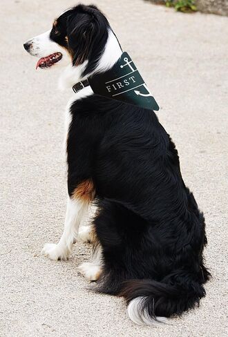 Cute Dog Gifts Dog Owners Full Year Holidays Dog Collar Scarf 12-Pack Birthday Halloween St Patricks Day Christmas Dog Collar Scarf for Dogs in Saudi Arabia