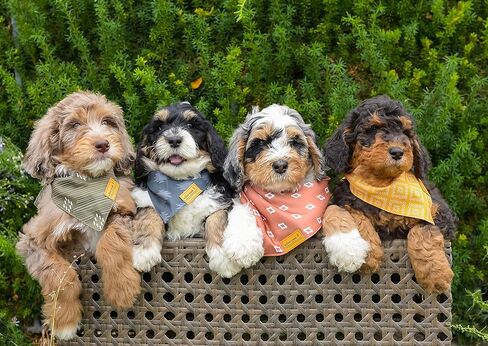 وشاح باندانا لملابس الحيوانات الأليفة من ويلو كريك للكلاب والجراء | الغربية 4 حزمة | نسيج متين مزدوج الطبقات |لطيف وحديث| جميع السلالات | ولد وفتاة | قابل للتعديل صغير وكبير وكبير جدًا (كبير جدًا) in Kuwait